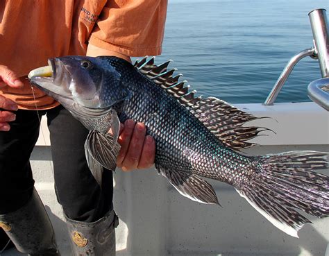 black sea bass size